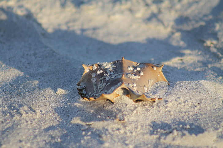 horseshoe crab, beach, crab, crab shell, nature, marine, shell