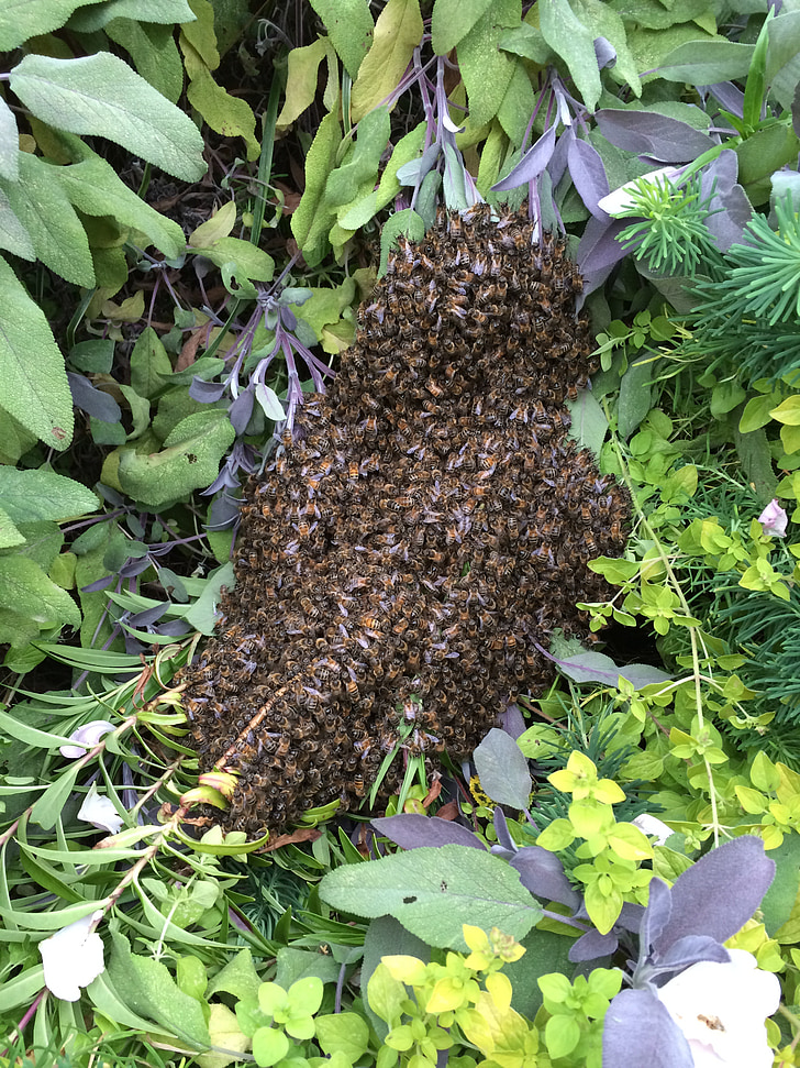 honungsbinas, Beehive, Bee-house, skogen, svärm, vilda, naturen