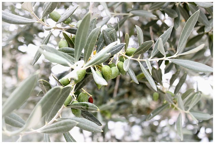 olijven, Olive branch, Middellandse Zee, olijfboom, plant, Olivier, tak