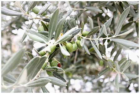 olivy, Olive branch, Stredomorská, olivovník, rastlín, Olivier, pobočka