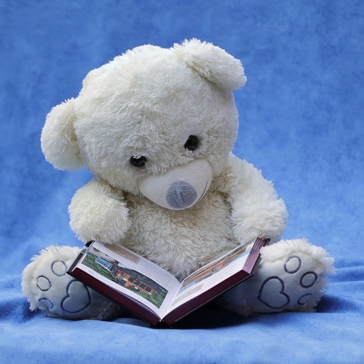 Still-Leben, Teddy, weiß, Lesen, Buch, Hintergrund blau, Teddy bear