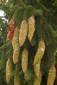 pine cones, resin, conifer, christmas