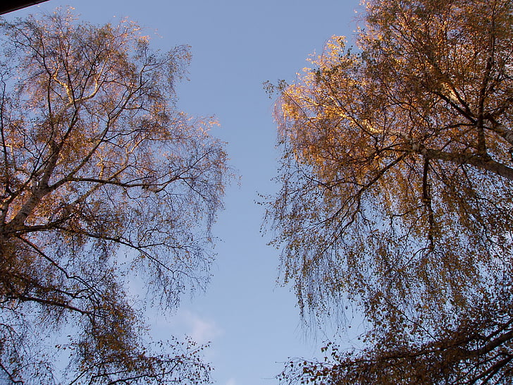 Есен, Есенни листи, книга, дървета, гора, Берлин