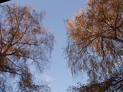 automne, feuillage d’automne, livre, arbres, Forest, Berlin