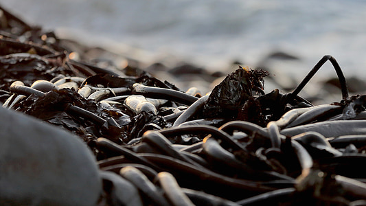 Kelp, Природа, океан, Південно-Африканська Республіка