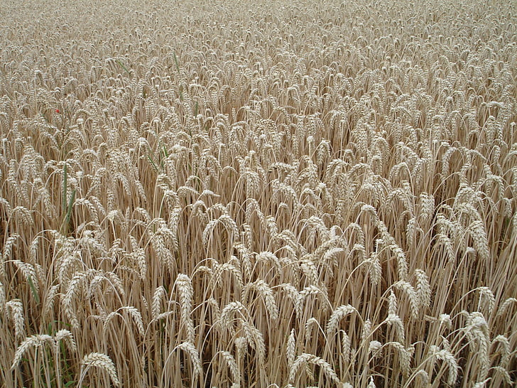 kõrva, nisu, teravilja, tera, väli, nisu väli, taim