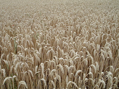 ucho, pšenica, obilniny, zrno, pole, pšeničné polia, rastlín