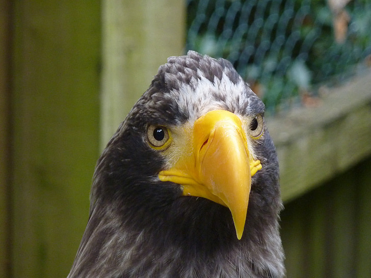 Orel, Raptor