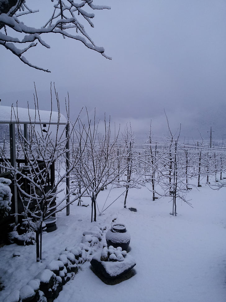 winter achtergrond, winter, winter-appelboom, sneeuw, natuur, boom, Cold - temperatuur