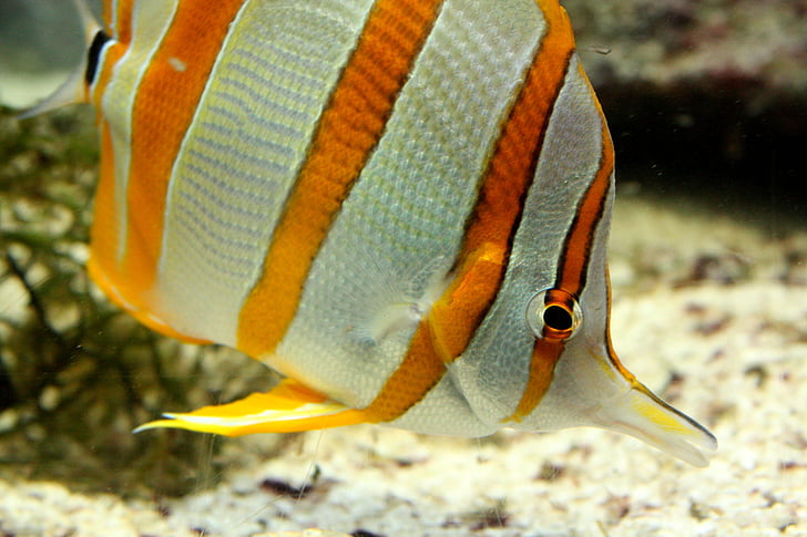 akvárium, ryby, pruhované, žltá a biela