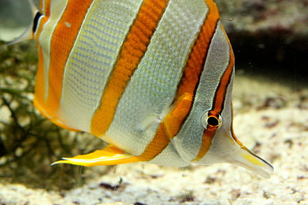 Aquarium, poisson, rayé, jaune et blanc