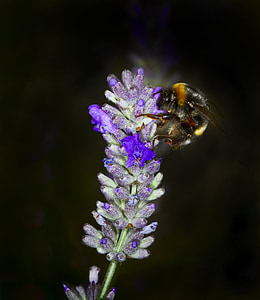 пчела, лавандула, бъг, цветя, лято, лилаво цвете, природата