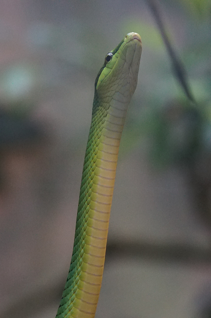 slang, Sharpnose snake, niet toxisch, dierentuin