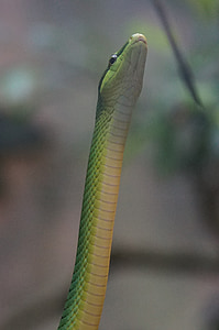 čūska, sharpnose snake, nav toksisks, zooloģiskais dārzs