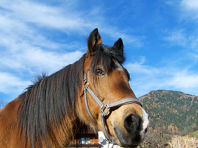 horse portrait, brown horse head, animal