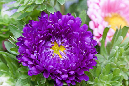 紫苑, 秋天, 花园, 自然, 花, 开花, 绽放