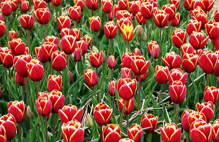 tulipány, Plantation, piknik, pole tulipánov, kvety