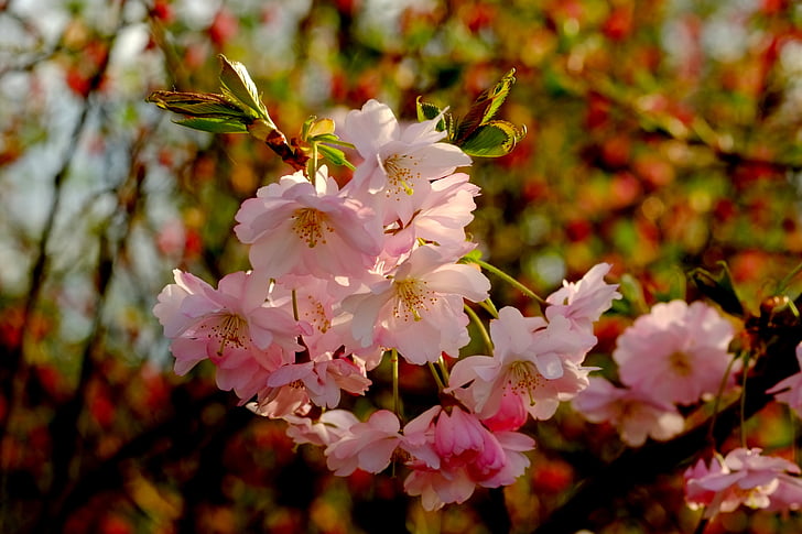 čerešňový kvet, jar, ružová, kvet, kvet, biela, Rheinland