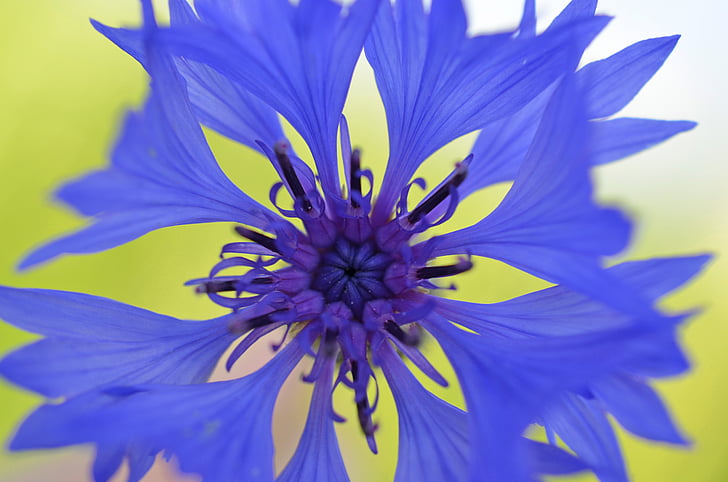 คอร์นฟลาวเวอร์, ดอก, บาน, สีม่วงสีน้ำเงิน, ธรรมชาติ, ดอกไม้, โรงงาน