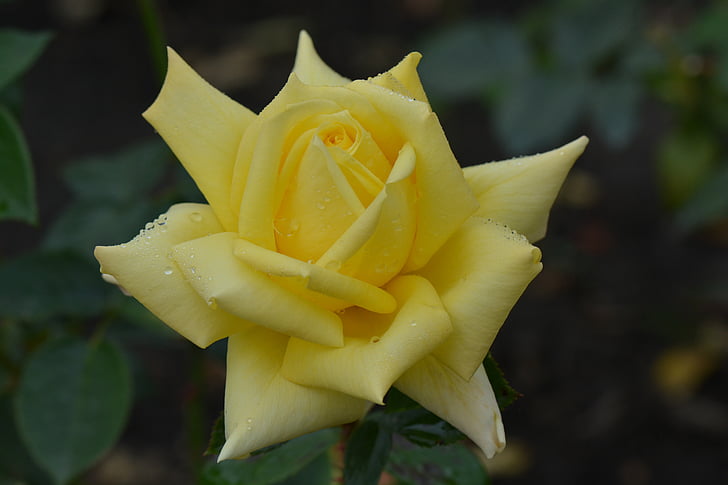 Rožė, gėlė, Gamta, makro, geltona rožė