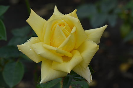 steg, blomst, natur, makro, gul rose