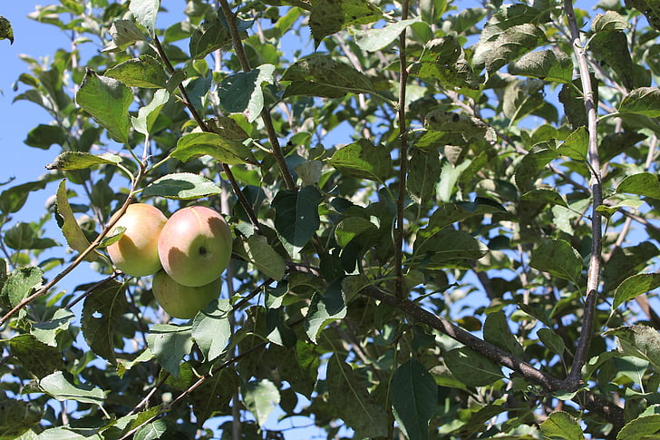 apple, tree, fruit, branch, agriculture, orchard, harvest