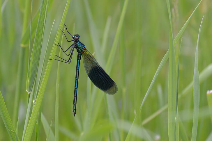 Dragonfly, yrtti, vihreä, keskeyttäminen, tauko, loput, lepo