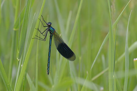 dragonfly, herb, green, pausing, pause, rest, resting