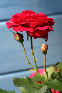рози, rosebuds, Градина, Rosebush, листенца, Пролет, цъфтеж