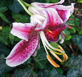 asiatische Lilie, Lilie, Blume, Blüte, Bloom, Garten, Natur