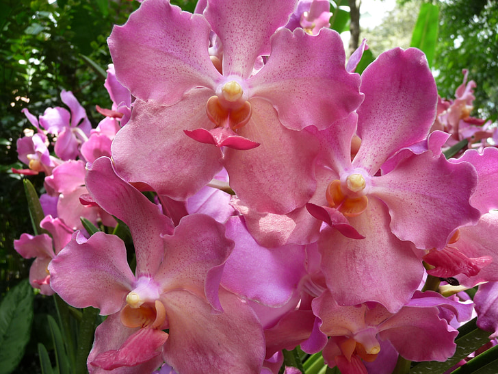 orchidea, rózsaszín, trópusi, Blossom, Bloom, zár