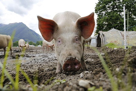 pig, sow, animal portrait, domestic pig, livestock, happy pig, farm