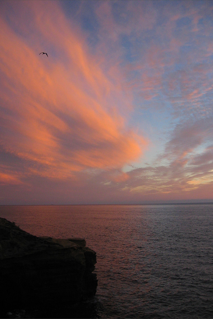 sunset, ocean, water, pink, seagull, bird, sea