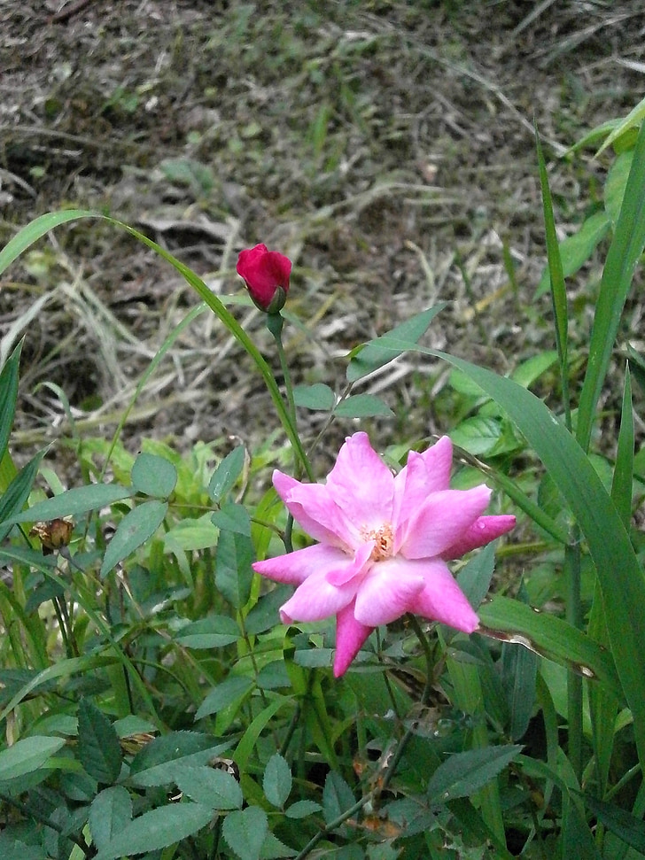 Rosa, quatre estacions Rosa, flor rosa, natura, flor, planta, pètal