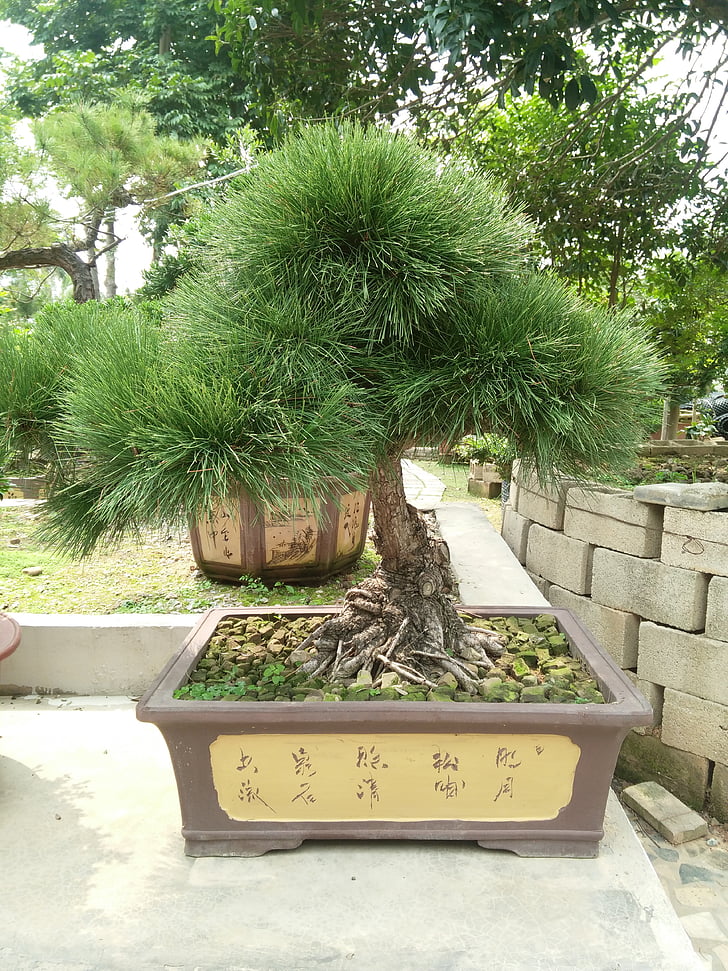 Bonsai, albero, albero di pino, piante in vaso