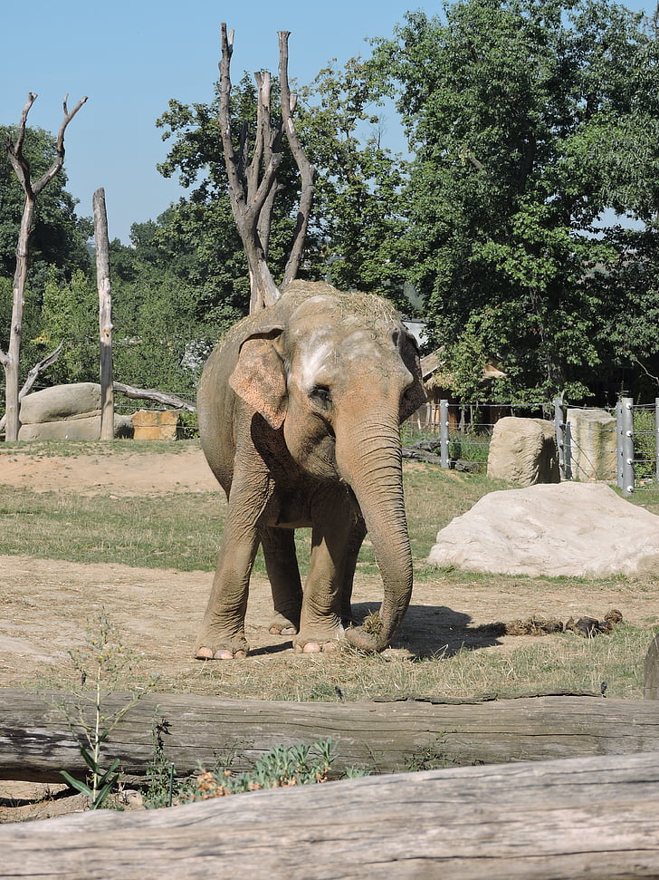 Słoń, stary, ogród zoologiczny, zwierząt