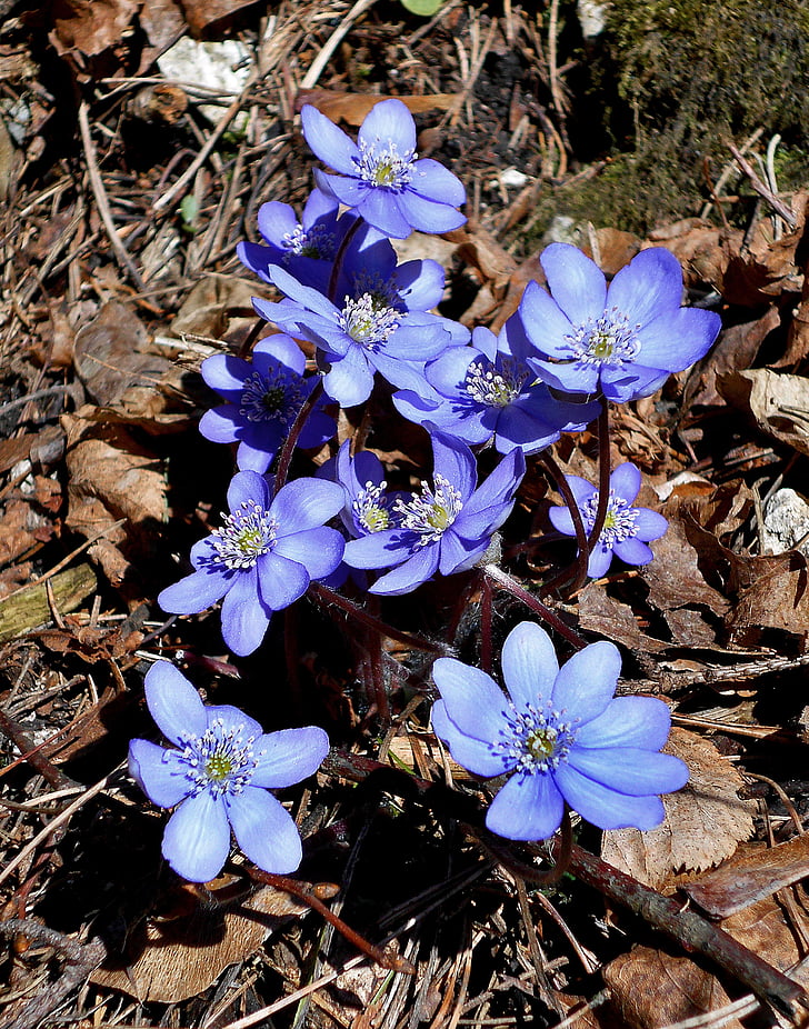 hépatique, Dolinka bolechowicka, printemps, fleur, macro