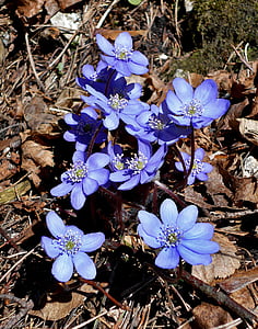 hepàtica, frontera amb bolechowicka, primavera, flor, macro