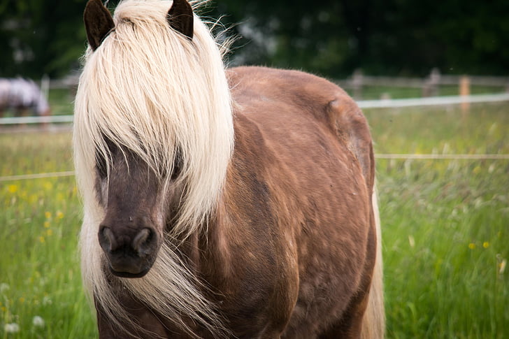 hest, hingst, manke, blond, brun, nysgerrig, Farm