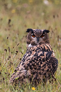 Eagle owl, Bubo bubo, burung hantu, burung, bulu, alam, burung liar