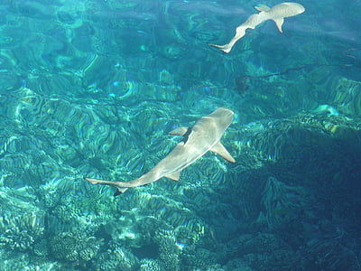 peix, Mar del Sud, sota l'aigua, Hai, Predator, Mar, animal