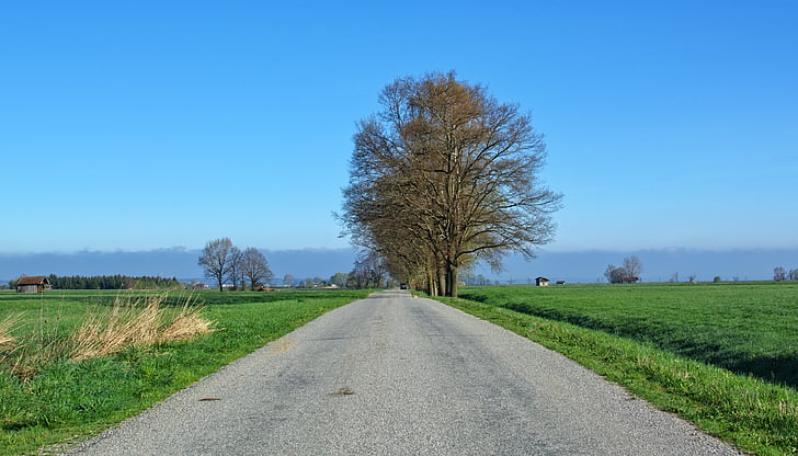 road, away, trees, avenue, nature, wide, distant