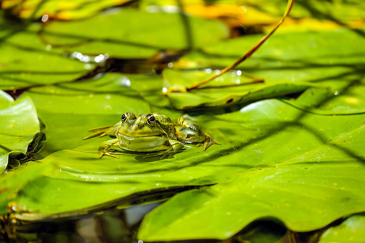 frosk, vann frosk, Frog pond, dyr, grønn, sitter, gul pumila blad