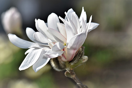 Magnolia, blomma, Blossom, Bloom, Anläggningen, Bush, vit