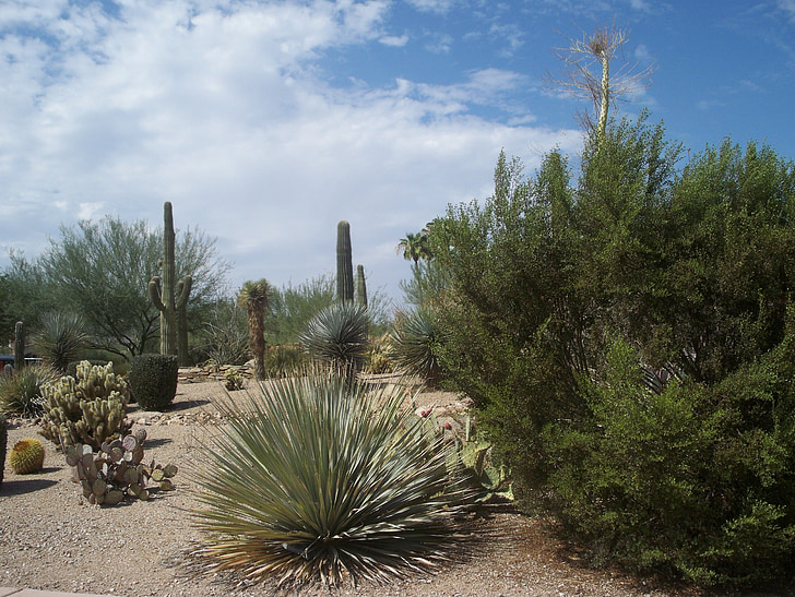 Desert, kaktus, liiv, puhastamine, kaktused, taim, loodus