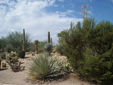 desert, cactus, sand, scrubs, cacti, plant, nature