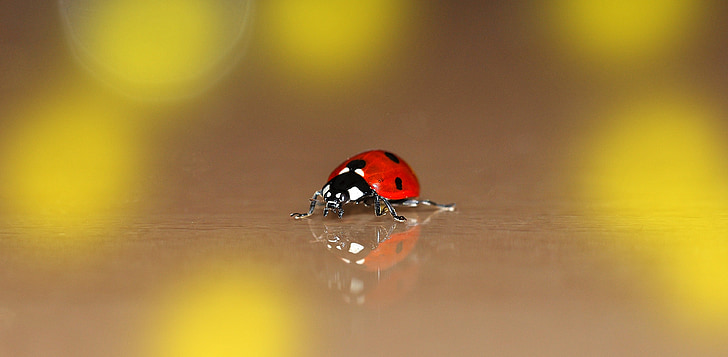 Ladybug, heldig sjarm, bille, liten, liten, rød, poeng