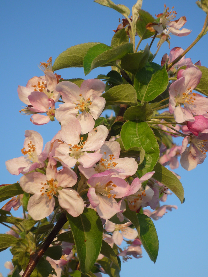 jabolko cvet, pomlad, drevo