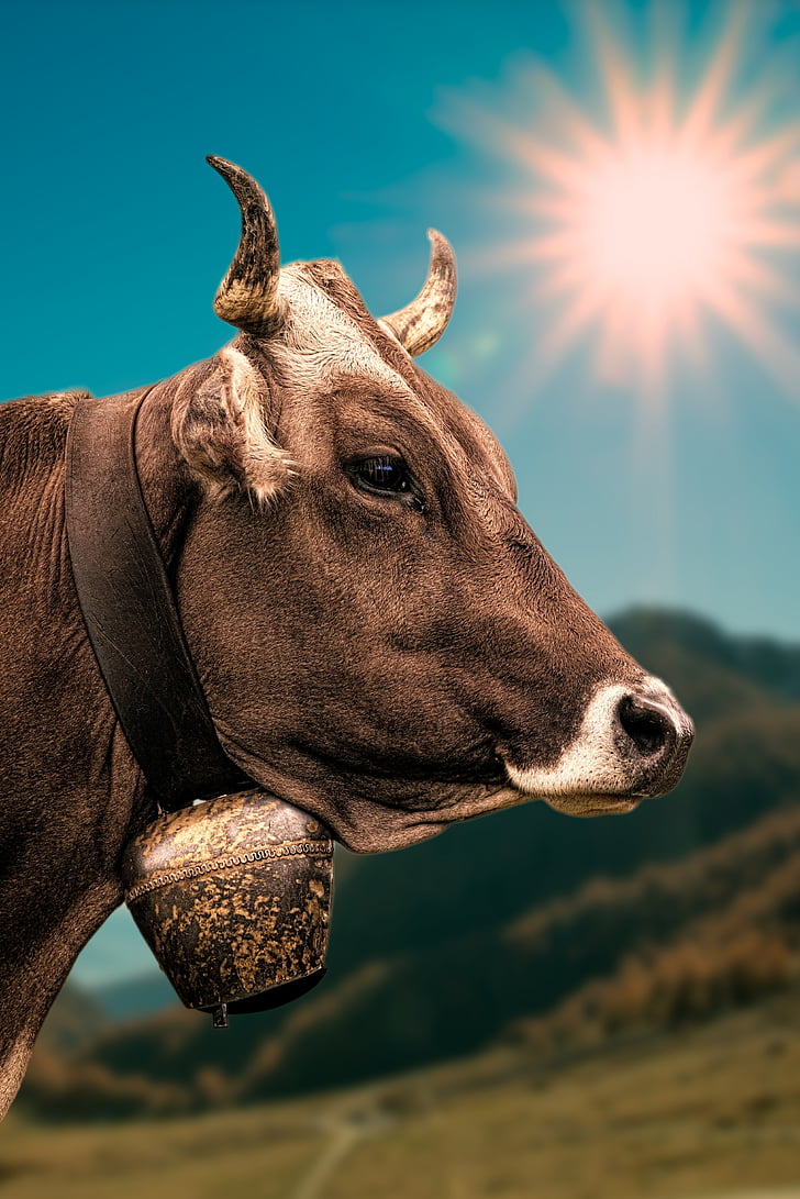 krava, zvono, alpski, Sunčev zrak, križ ravnotežu, Visoki kontrast, priroda