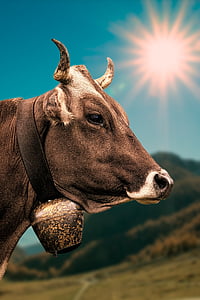 krava, zvonec, Alpski, Sunbeam, čez ravnovesje, visok kontrast, narave